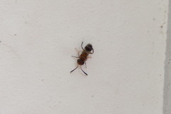 Encyrtinae