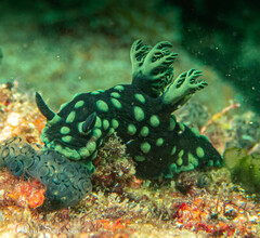 Nembrotha cristata
