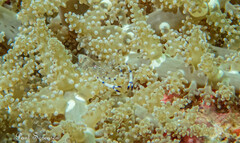 Ancylomenes venustus