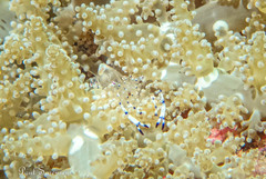 Ancylomenes venustus