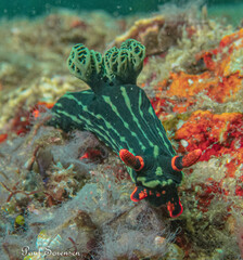 Nembrotha kubaryana