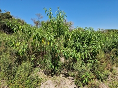 Solanum granulosoleprosum
