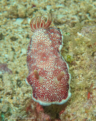 Goniobranchus