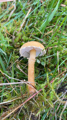 Cystoderma