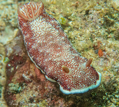 Goniobranchus