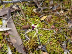 Caladenia tensa