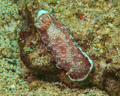 Goniobranchus