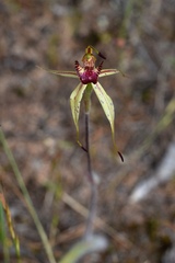 Caladenia lowanensis