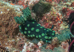 Nembrotha cristata