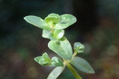 Lysimachia arvensis