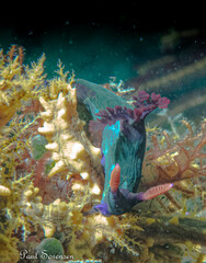 Nembrotha chamberlaini