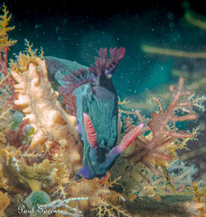 Nembrotha chamberlaini