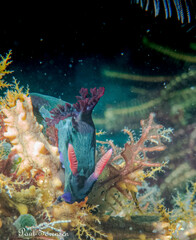 Nembrotha chamberlaini