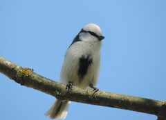 Cyanistes cyanus