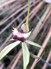 Caladenia tentaculata × venusta
