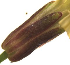 Raphanus raphanistrum raphanistrum