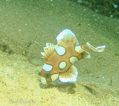 Plectorhinchus chaetodonoides