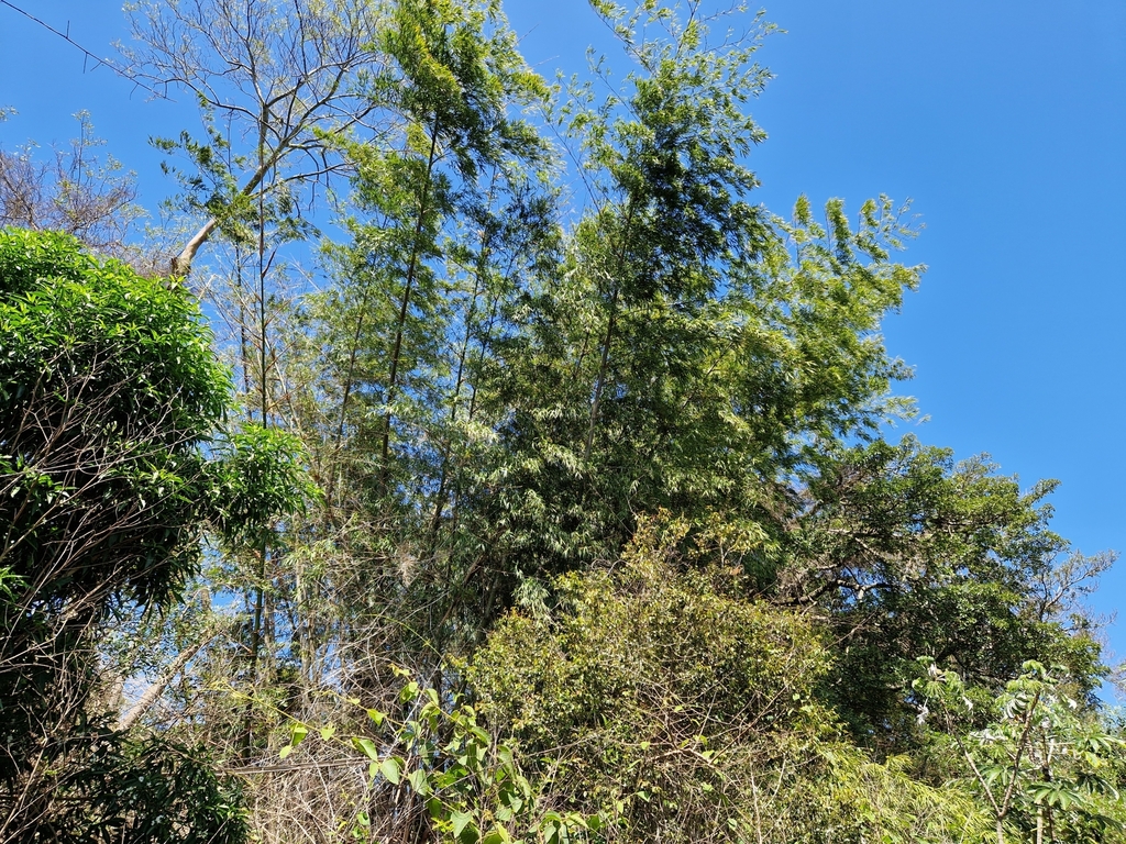 Guadua paraguayana