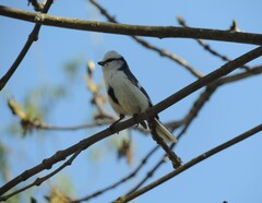 Cyanistes cyanus