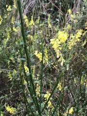 Angiospermae