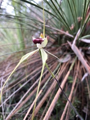Caladenia tentaculata × venusta