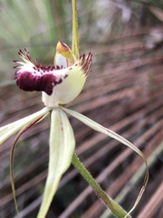 Caladenia tentaculata × venusta
