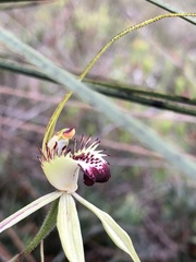 Caladenia tentaculata × venusta