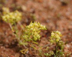 Siloxerus multiflorus