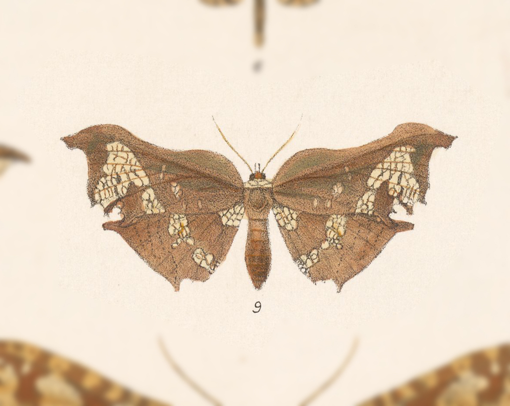 Draconia rusina