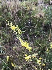 Angiospermae