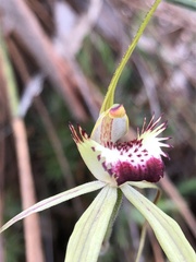 Caladenia tentaculata × venusta