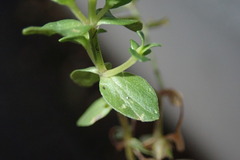 Lysimachia arvensis