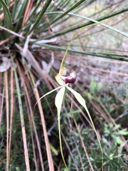 Caladenia tentaculata × venusta