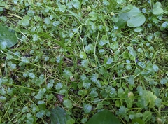 Ranunculus cheirophyllus