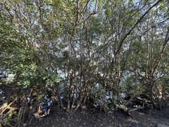 Rhizophora mangle