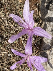 Colchicum variegatum