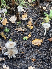 Coprinopsis lagopus