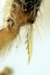 Seladonia