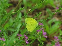 Eurema andersoni