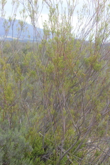 Leucadendron corymbosum