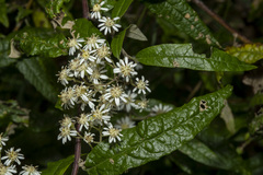 Olearia lirata