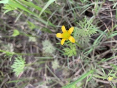 Ranunculus inundatus