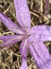 Colchicum variegatum