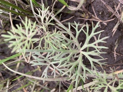 Ranunculus inundatus