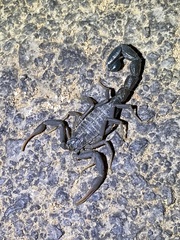 Hottentotta judaicus