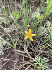 Ranunculus inundatus