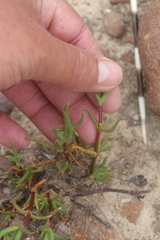 Lampranthus aduncus