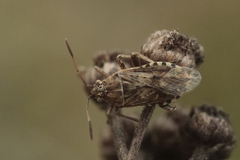 Stictopleurus abutilon