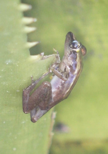 Sainte Marie Madagascar Frog, Guibemantis bicalcaratus