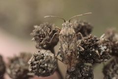 Stictopleurus abutilon